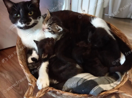 X4 8wk old mixed colour kittens