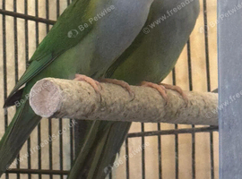 Sierra Parakeets