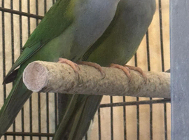 Sierra Parakeet Male
