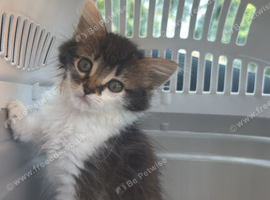 8 Week Female kitten