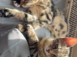 Bengal cross