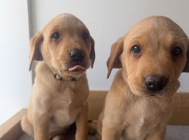 Working Labrador Puppies for Sale
