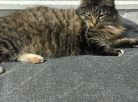 3 male kittens for sale