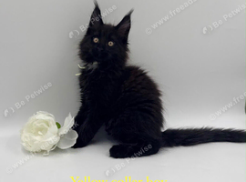 Maine coon kitten