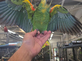 Super tame blue fronted amazon parrots