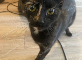 Female cat