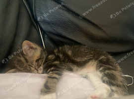 Kitten girl