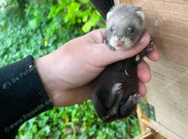Ferrets for sale