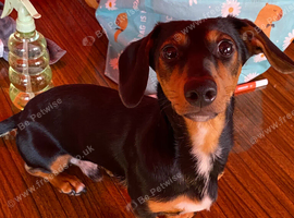 7months old dachshund pup woody male