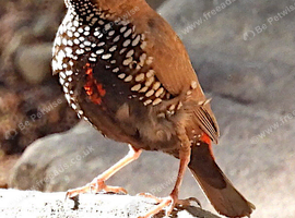 PAINTED FINCH COCK BIRDS