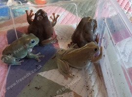 Blue eyed whites tree frogs