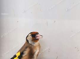 Male goldfinch