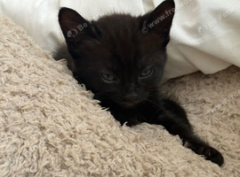 Two girl black kittens