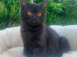 (ONE REMAINING) BSH KITTENS | READY | PRESTON