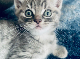 Beautiful Bengal/khao manee