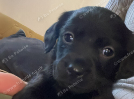 6 beautiful labradingers .. need homes in 7 weeks hence the price ! Very loving home loving with mum and dad born Sunday 18july