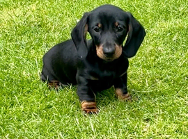 Beautiful miniature dachshund puppies