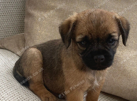 KC registered high quality Border Terriers