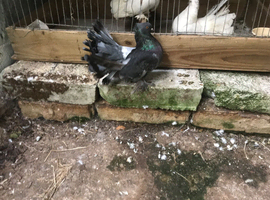 Looking for one or two cock Indian fantail pigeons colour not important but sand type is
