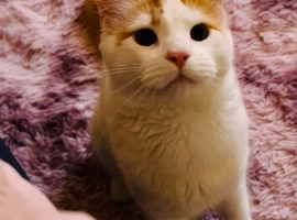 A lovely kitten in Plymouth