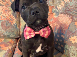 Staffy