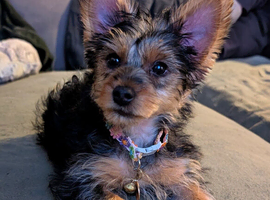 Yorkshire terrier female puppy