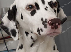 Dalmatian for sale