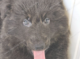 READY NOW Blue and tan german shepherd puppies
