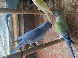 Ringnecks & Lovebirds