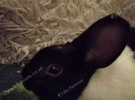 Dutch rabbit