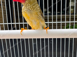 2 pairs of star finches