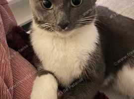 Grey and white cat