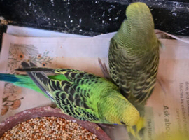 Baby budgies