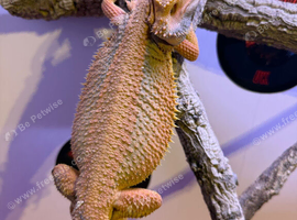 Thunderbolt Bearded Dragon