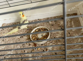 Cockatiel that needs rehoming in Warrington