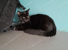 He's a male black cat 5 mouth old, his name, Midnight