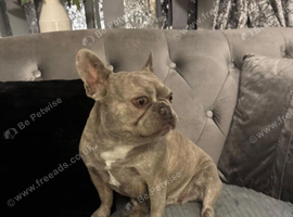 Frensh bulldog