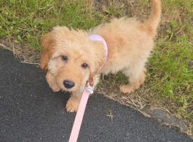 Cockapoo puppy