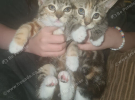 Kittens for sale