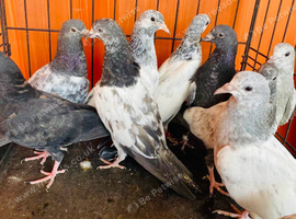 Young Pakistani pigeons