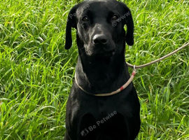 BLACK LABRADOR