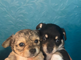 Gorgeous litter toy breed pups  x2 left