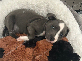 Beautiful blue staffy puppy