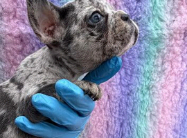 Stunning litter of true to type Frenchbulldogs