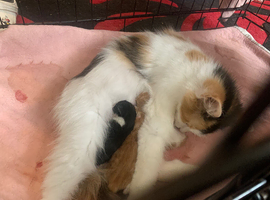 Beautiful kittens looking for there forever home.