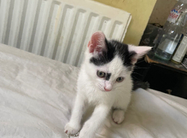 Kitten fo sale