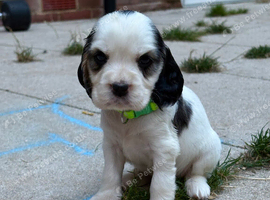 ROYAL KENNEL CLUB PUPPY