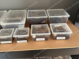 Tarantula collection for sale