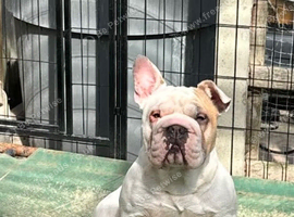 French bulldog