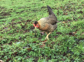 CREAMLEGBAR & MARSBAR  CHICKS/GROWERS
